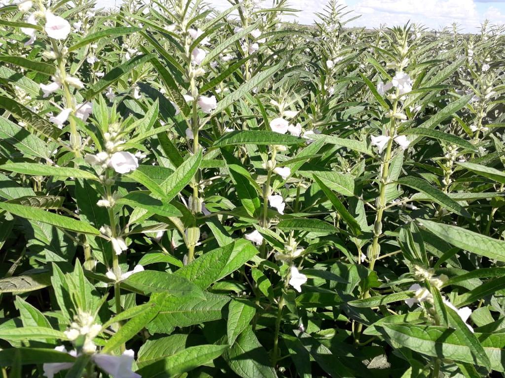 Pulses ganham força como terceira safra em MT e prometem rentabilidade maior que milho e soja