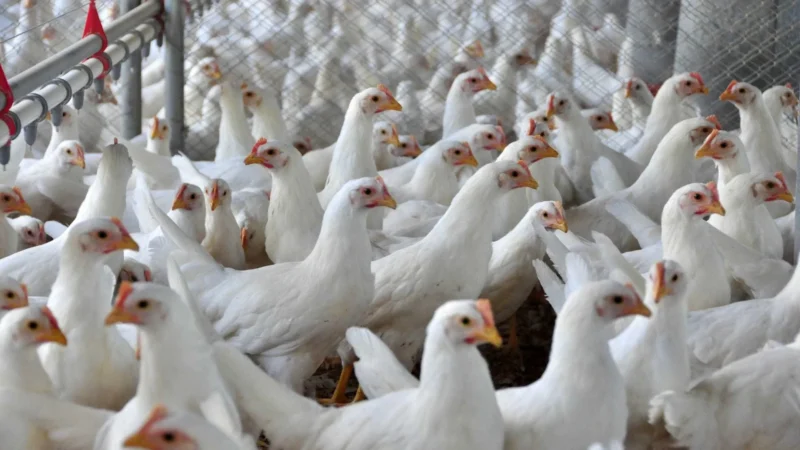 Brasil se declara país livre da gripe aviária