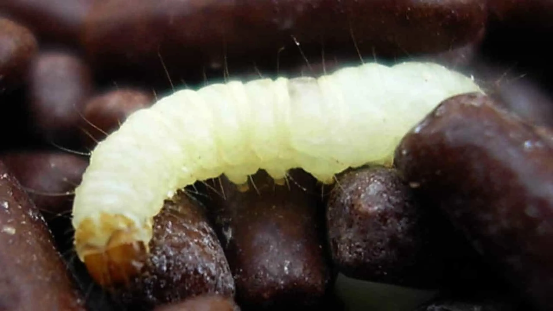 Paciente com câncer recebeu comida com larva em hospital no Rio, diz família