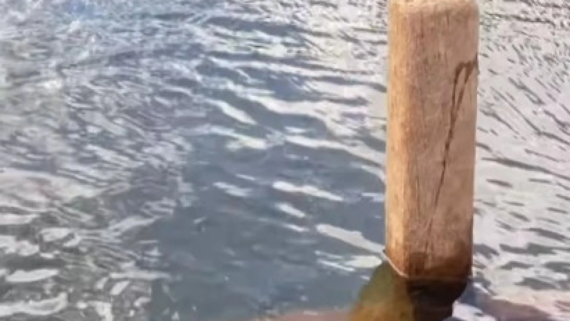 Cemitério submerso aparece após 30 anos em Goiás; vídeo