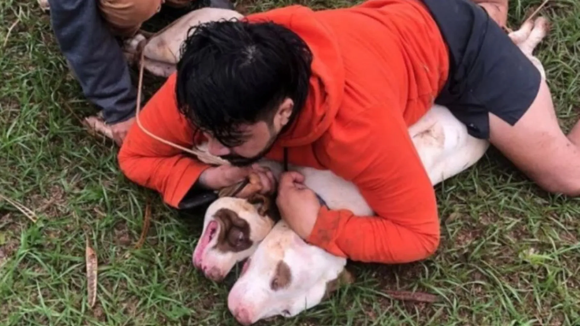 Lutador de Muay Thai imobiliza dois pitbulls após ataque; vídeo