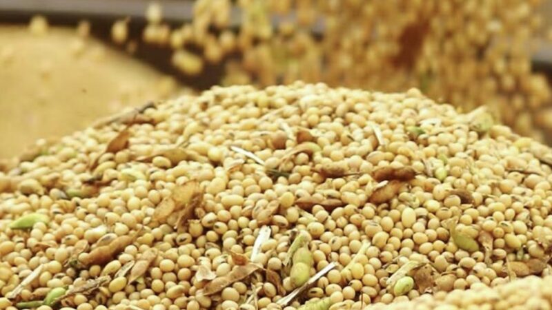 Preço da soja disponível em Mato Grosso fica estável e mercado futuro em queda