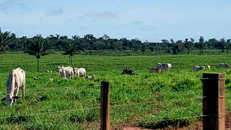 Cai cotação do boi borgo em Mato Grosso devido instabilidade com tarifas dos EUA