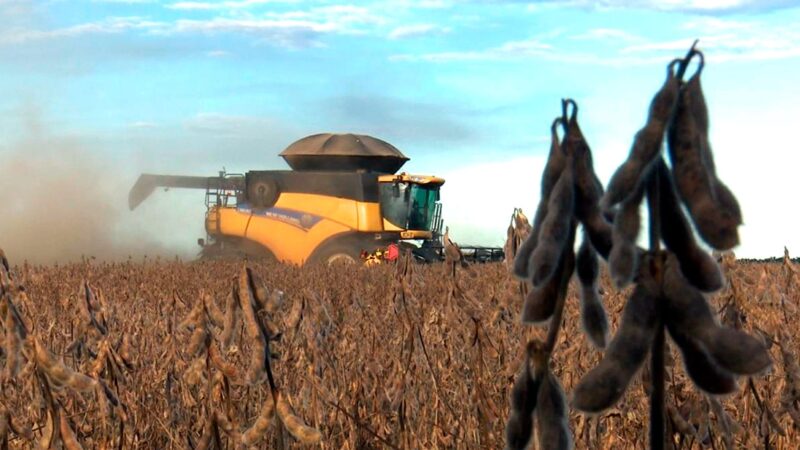 Produtividade de milho em Mato Grosso  aumenta 7%