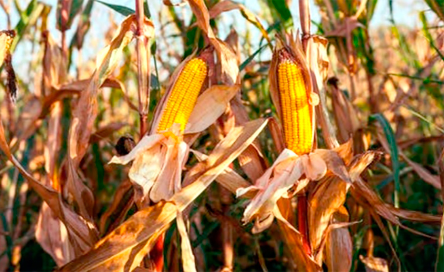 Milho sobe interrompendo sequência de semanas em queda em Mato Grosso
