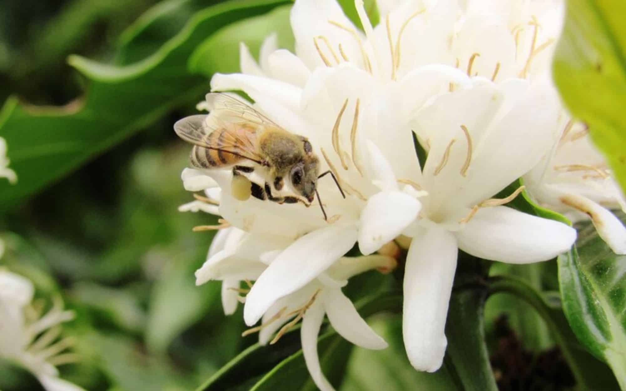 Polinização animal contribui com até 25% do valor da produção agrícola em todo Nortão, aponta IBGE