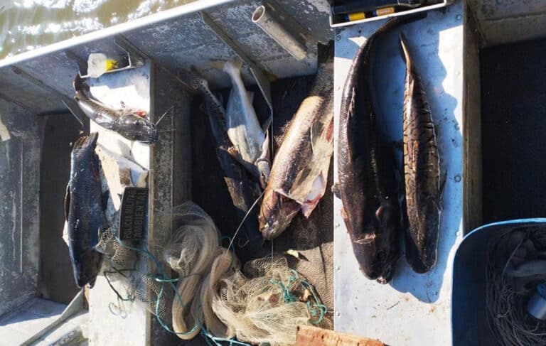 Homem é detido por pesca ilegal e posse de arma na RPPN do Cristalino, em Alta Floresta