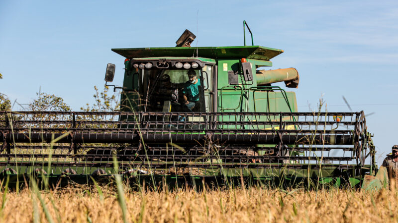 Mato Grosso lidera produção nacional de arroz de sequeiro e amplia área cultivada