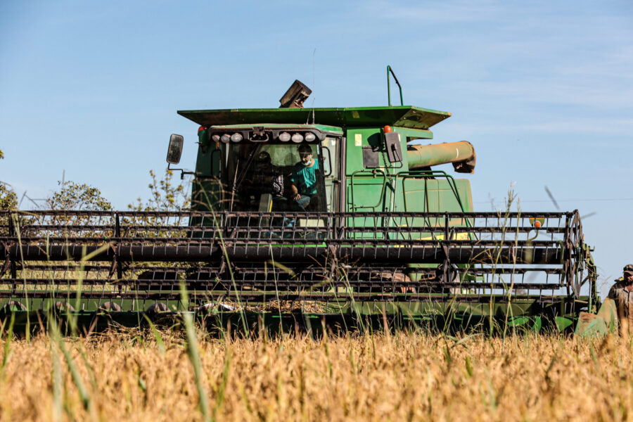 Mato Grosso lidera produção nacional de arroz de sequeiro e amplia área cultivada