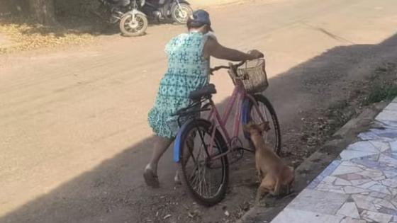 Mulher é flagrada arrastando cachorro debilitado pelas ruas de Cáceres (Vídeo) [ATENÇÃO, IMAGENS FORTES]