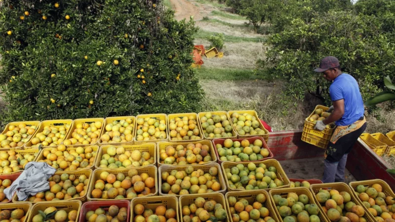 Distribuidora americana de suco de laranja contesta na Justiça tarifas de Trump ao Brasil