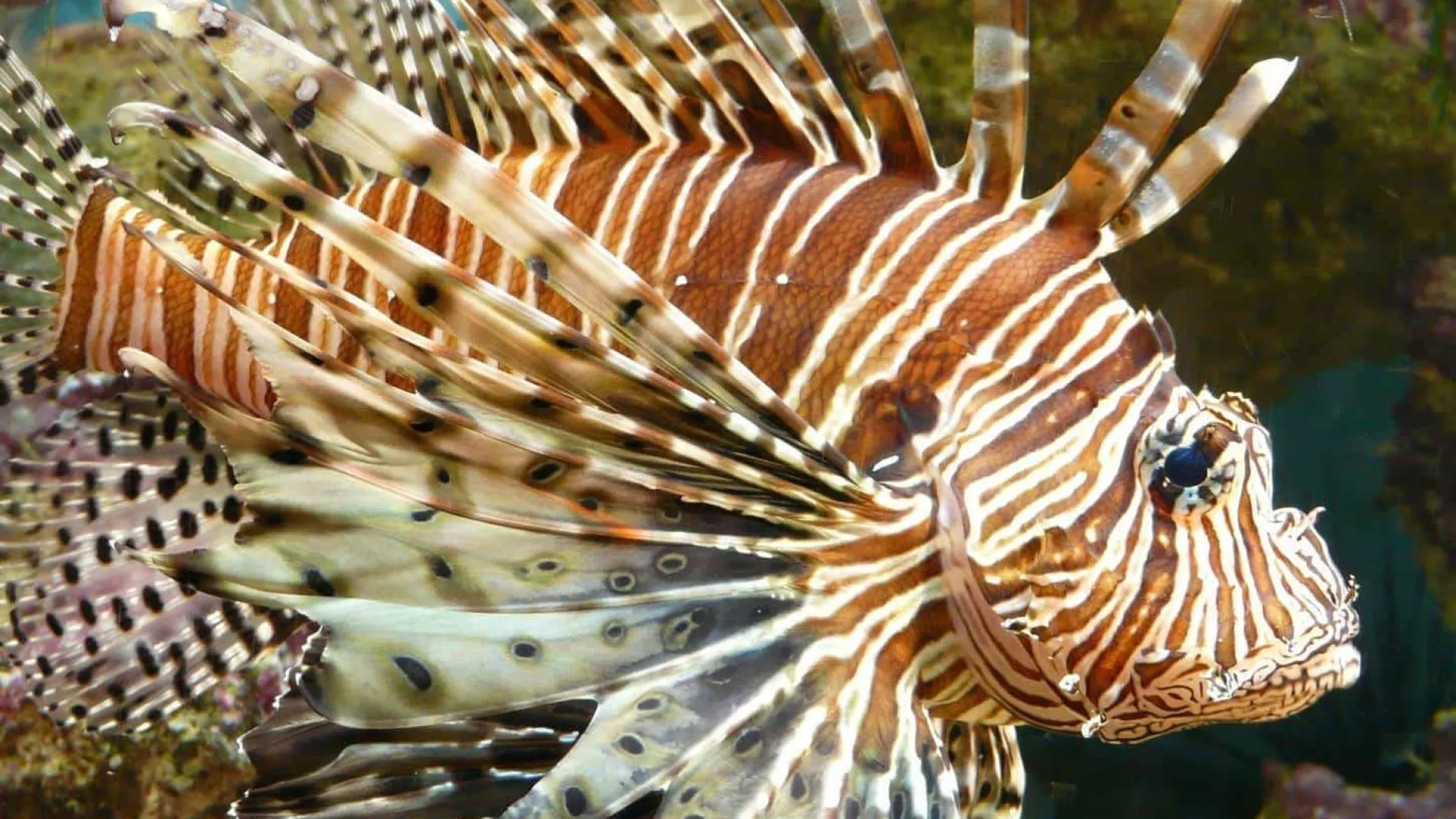 Peixe invasor é identificado em praia turística do Nordeste; entenda qual é risco
