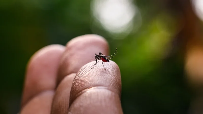 Fábrica que desenvolve mosquitos usados no combate à dengue é inaugurada em Curitiba