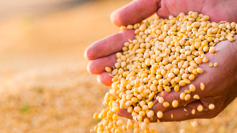 Insumos para plantio da soja em Mato Grosso sobem