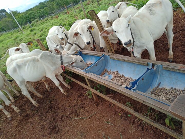 Três cidades do Nortão entre as 10 com mais cabeças de gado em Mato Grosso