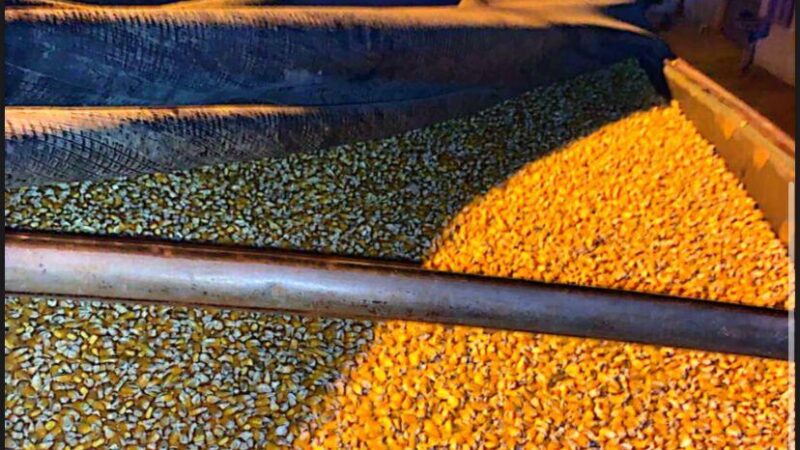 Preço do milho disponível em Mato Grosso cai 41% no trimestre