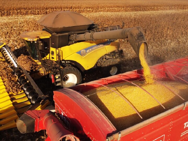 Venda de milho chega a 62% da safra em Mato Grosso