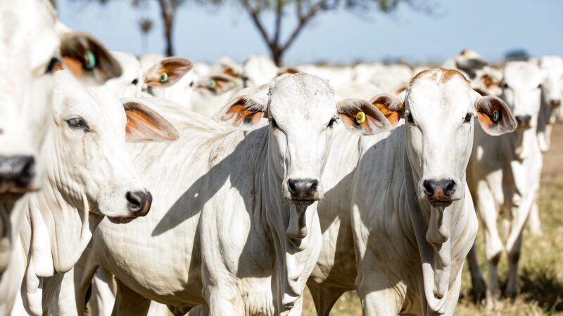 Preço do boi gordo em Mato Grosso tem forte queda de 3,4%