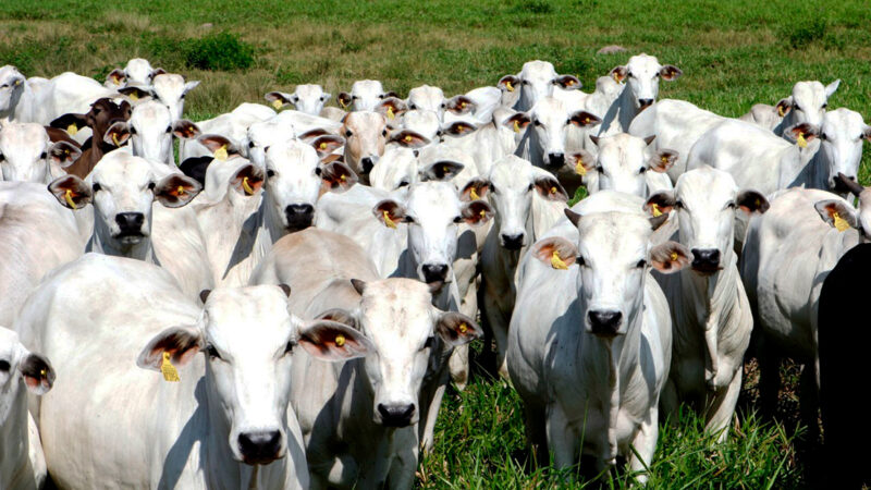 Arroba boi gordo em Mato Grosso sobe 1,4%