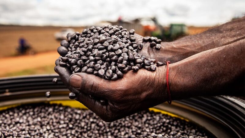 Associação de produtores em MT organiza missão técnica ao exterior para estudar setor de sementes