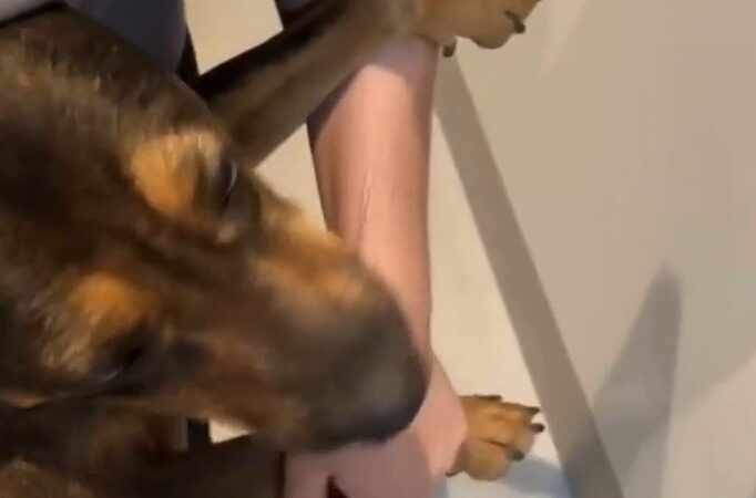 Cachorra é resgatada após sofrer abuso em Sorriso