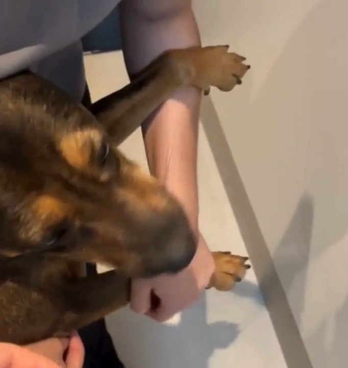 Cachorra é resgatada após sofrer abuso em Sorriso