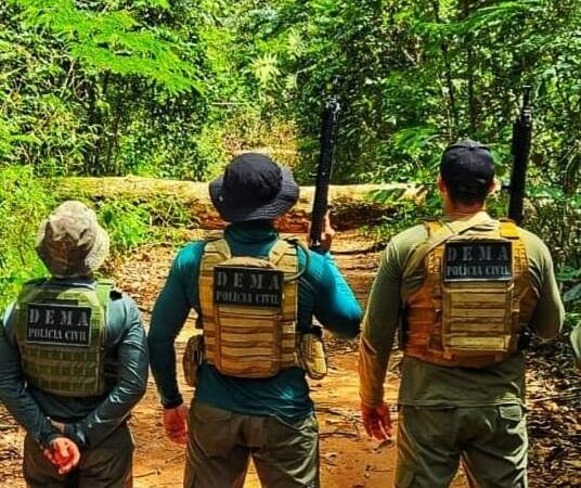 Polícia Civil de MT apreende R$ 134 milhões em madeira ilegal no primeiro semestre de 2025