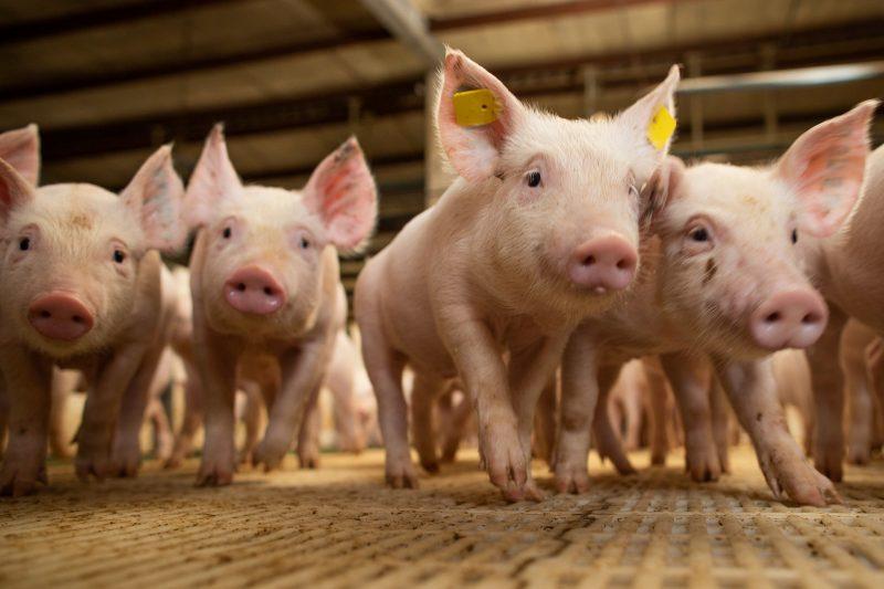Sorriso, Lucas e Nova Mutum lideram estoque de aves e suínos em Mato Grosso