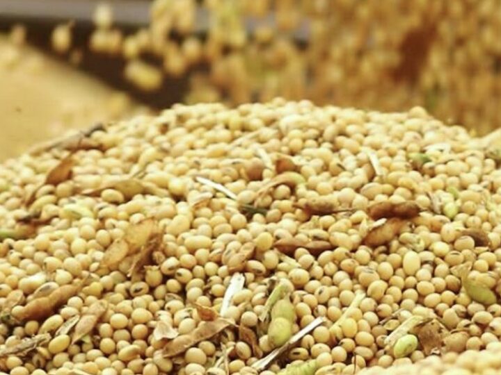 Venda de soja em Mato Grosso chega a 88% impulsionada pela melhora no preço