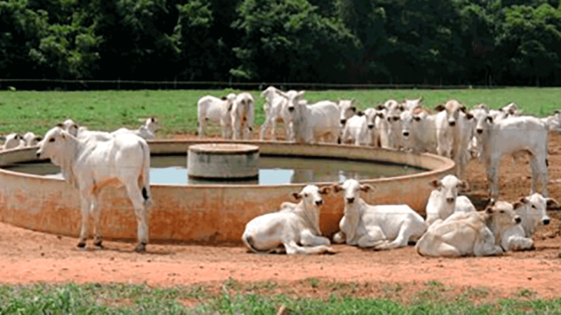 Rebanho de fêmeas em Mato Grosso diminui para menor patamar