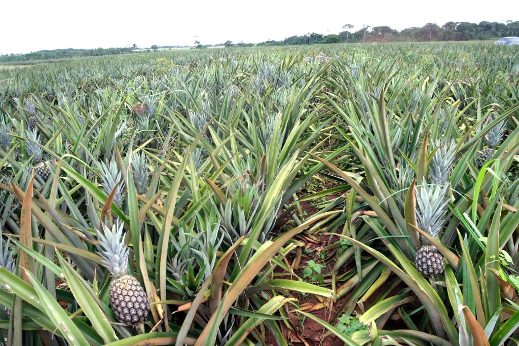Preço do repolho cai 10% em Mato Grosso; abacaxi e abacate mais caros