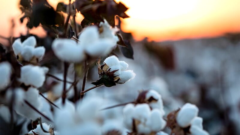 Colheita de algodão em Mato Grosso será concluída esta semana