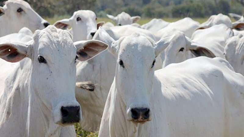 Gado em SP sobe mais que em Mato Grosso