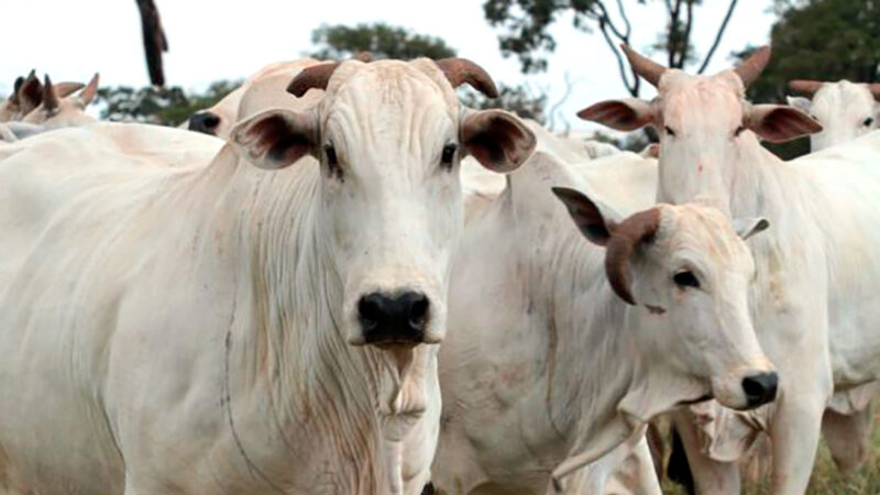 Cotação do boi gordo e novilha baixa em Mato Grosso