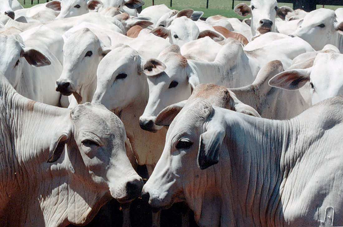 Arroba do boi gordo em Mato Grosso tem queda de 1,3%
