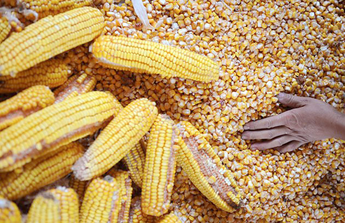 Milho em Mato Grosso tem nova alta e média vai a R$ 44, constata IMEA