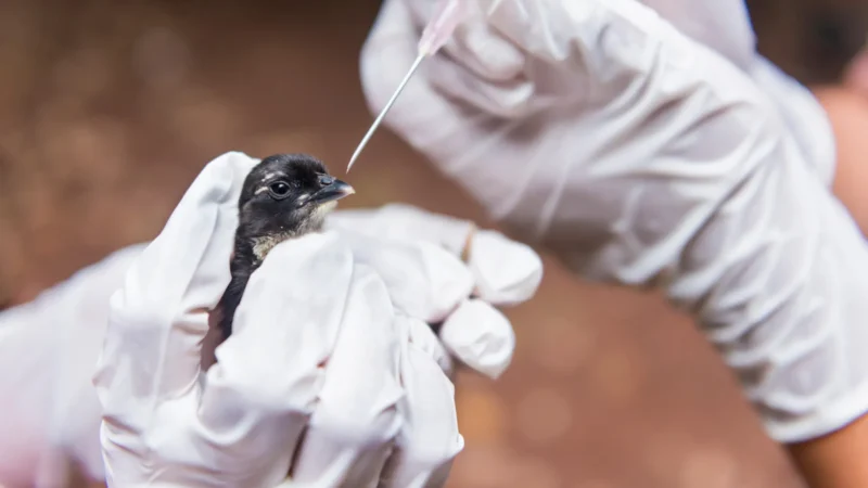 UE reconhece status do Brasil como livre de gripe aviária, diz Fávaro
