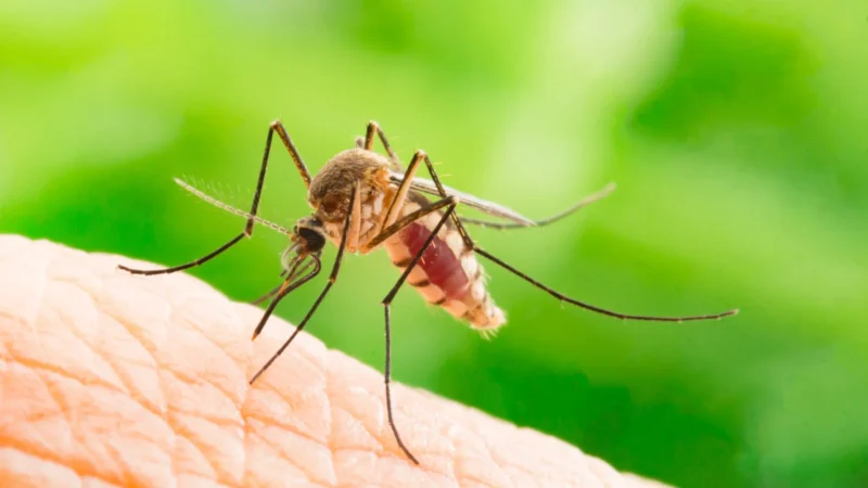 Chikungunya traz preocupações após uma década de presença no Brasil