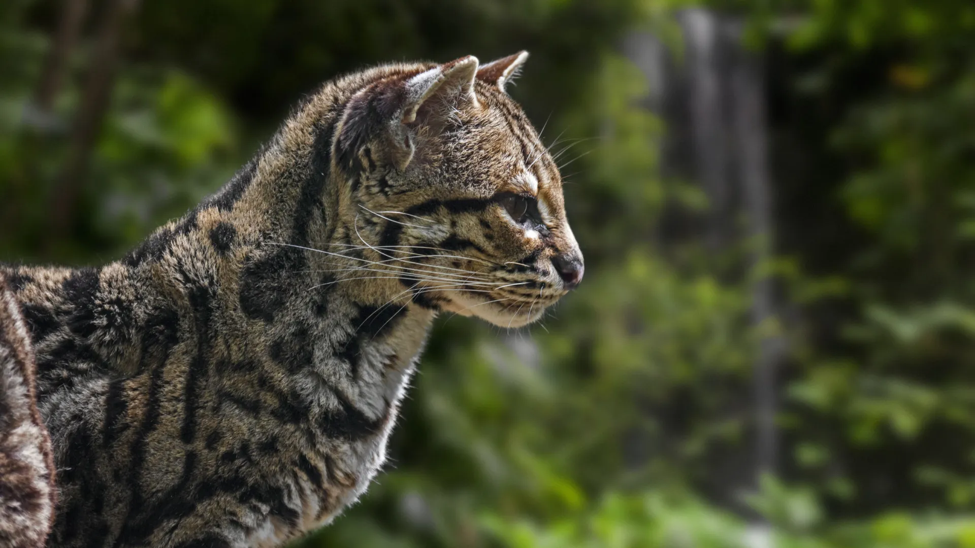 Zoológico de Brasília ficará com jaguatirica cega resgatada em rodovia