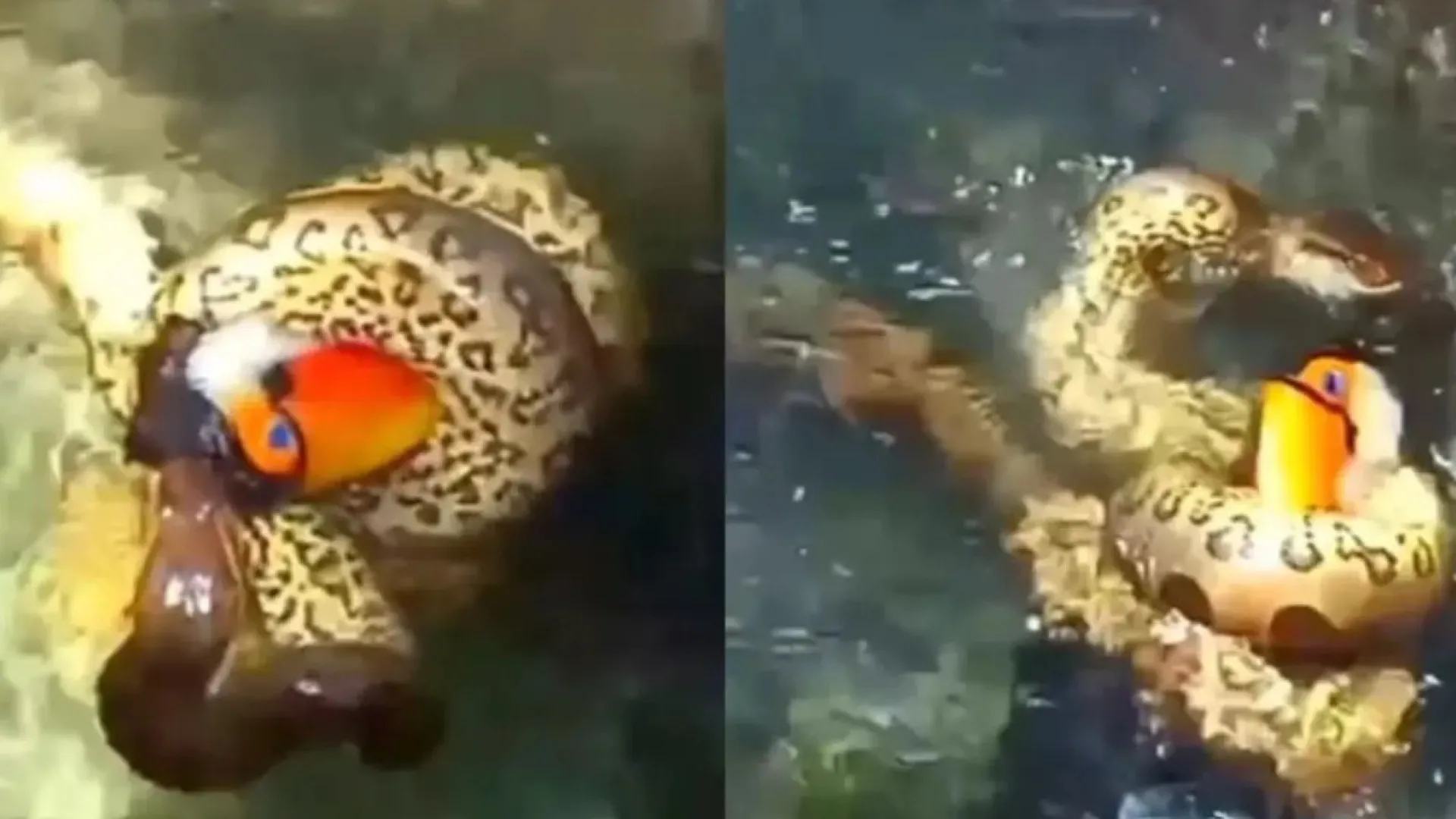 Sucuri devora tucano que foi beber água em Bonito; vídeo