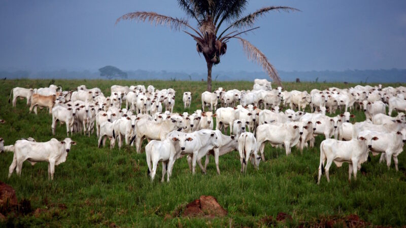 Município de Mato Grosso é o quarto com maior rebanho bovino do país
