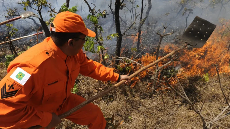 Área queimada da Amazônia em 2024 foi maior do que totalidade da Bélgica
