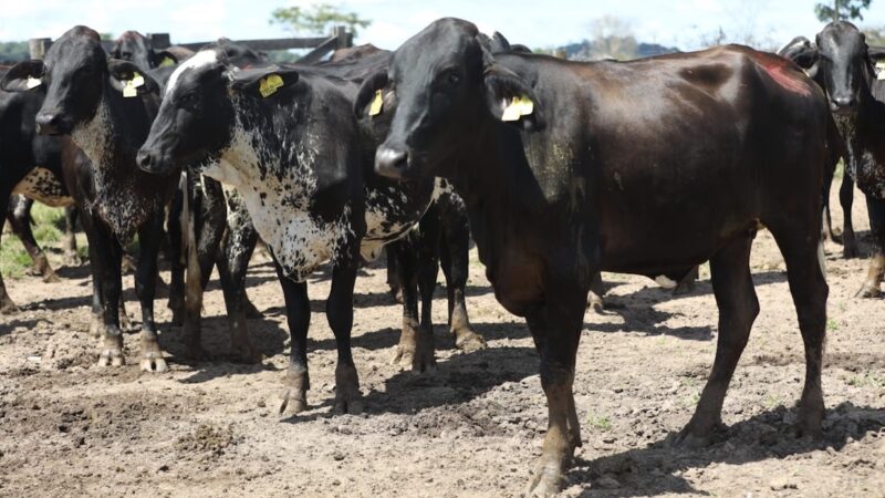 Governo de MT comprará novilhas para pequenos agricultores familiares