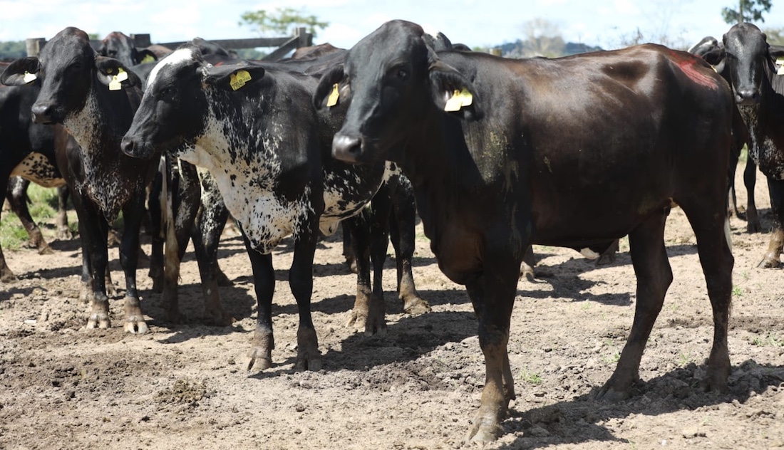 Governo de MT comprará novilhas para pequenos agricultores familiares