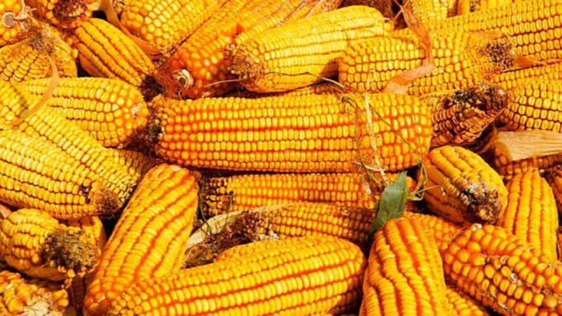 Milho em Mato Grosso sobe 2%; mercado futuro em alta