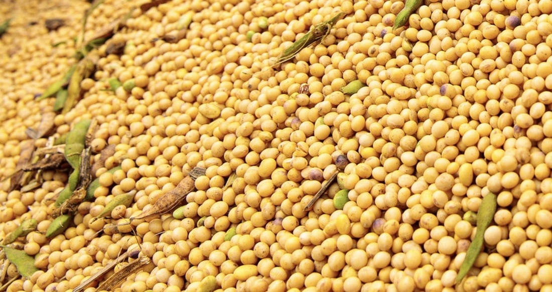 Preço da soja em Mato Grosso cai 1,2%
