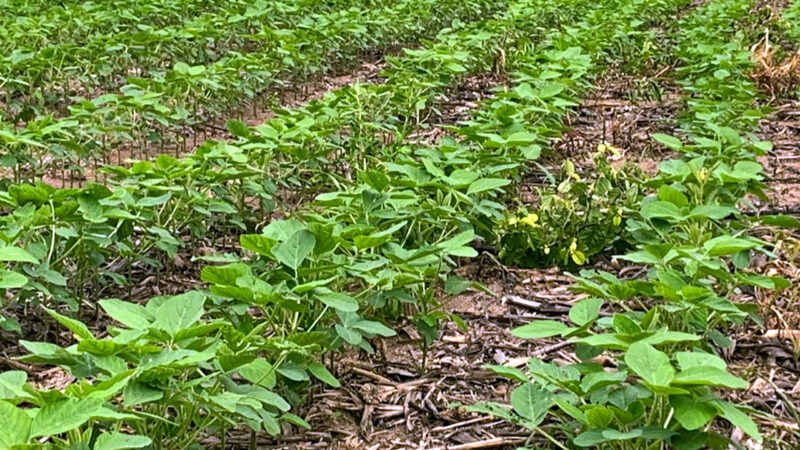 Plantio da safra de soja chega a 15% da área em Mato Grosso