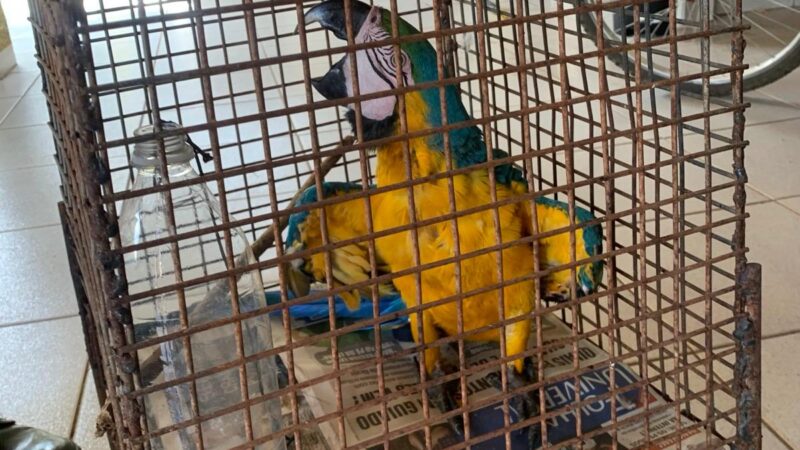 Arara, vítima de maus-tratos, é resgatada de residência em Guarantã do Norte