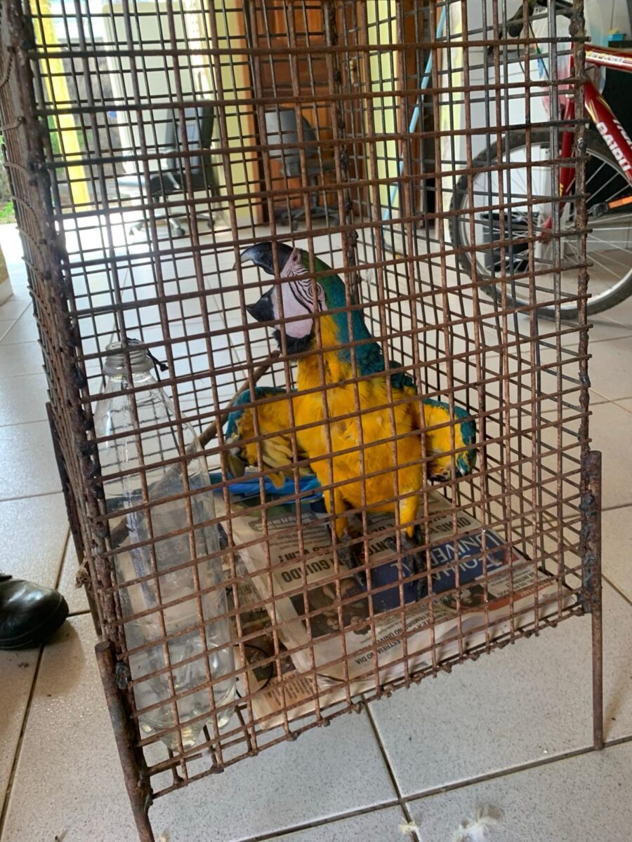 Arara, vítima de maus-tratos, é resgatada de residência em Guarantã do Norte