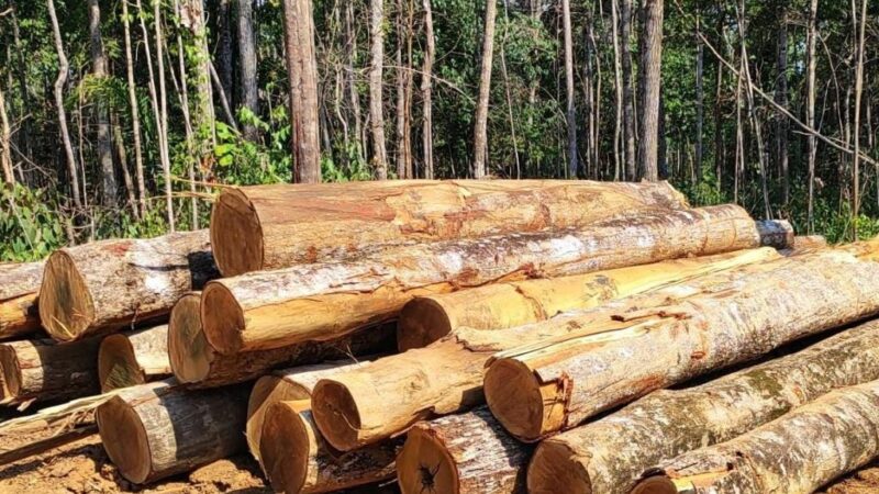 Sema apreende trator e 100 toras de madeira durante operação contra desmatamento em Marcelândia